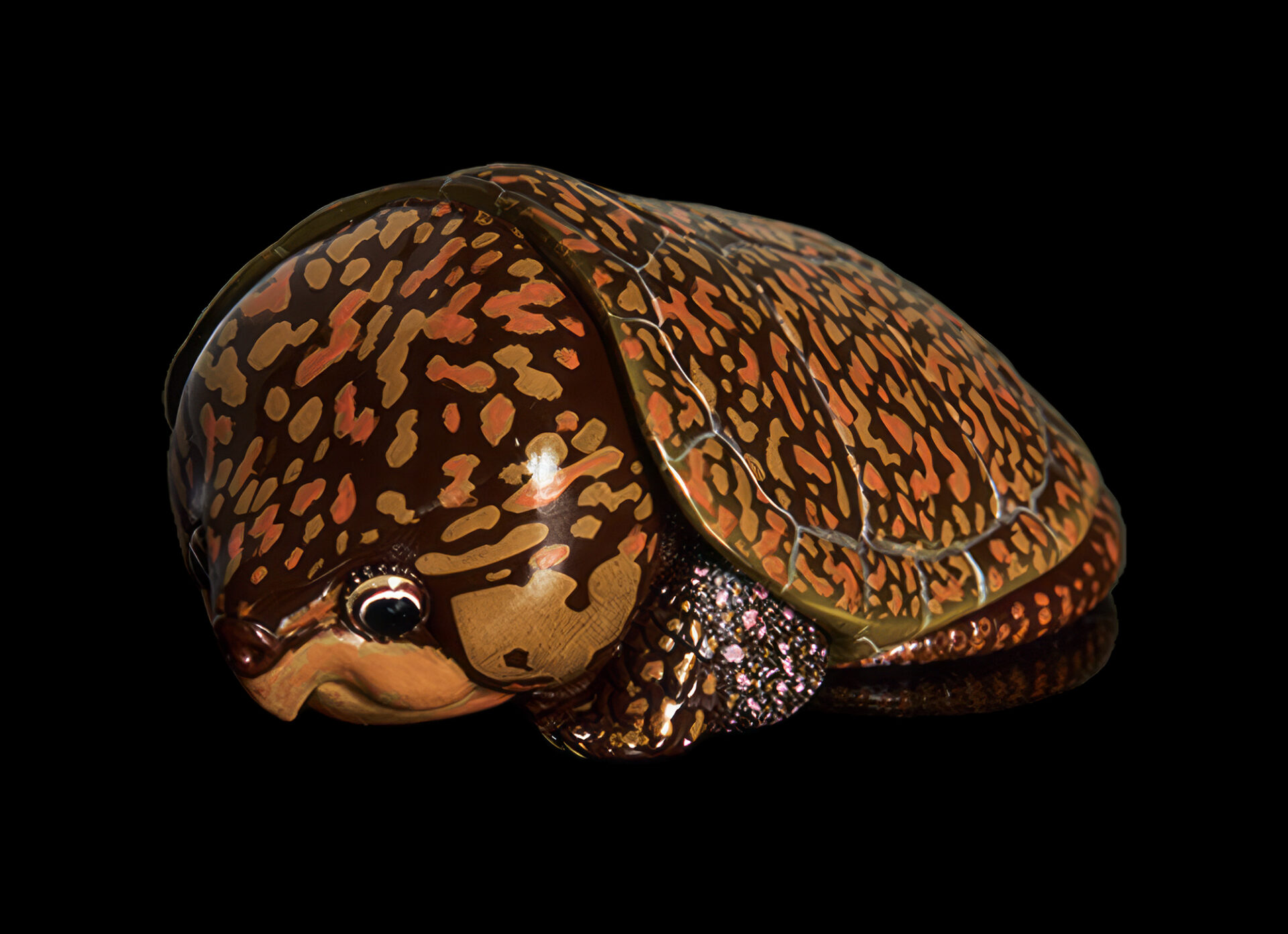 Big-headed Turtle (Orange)