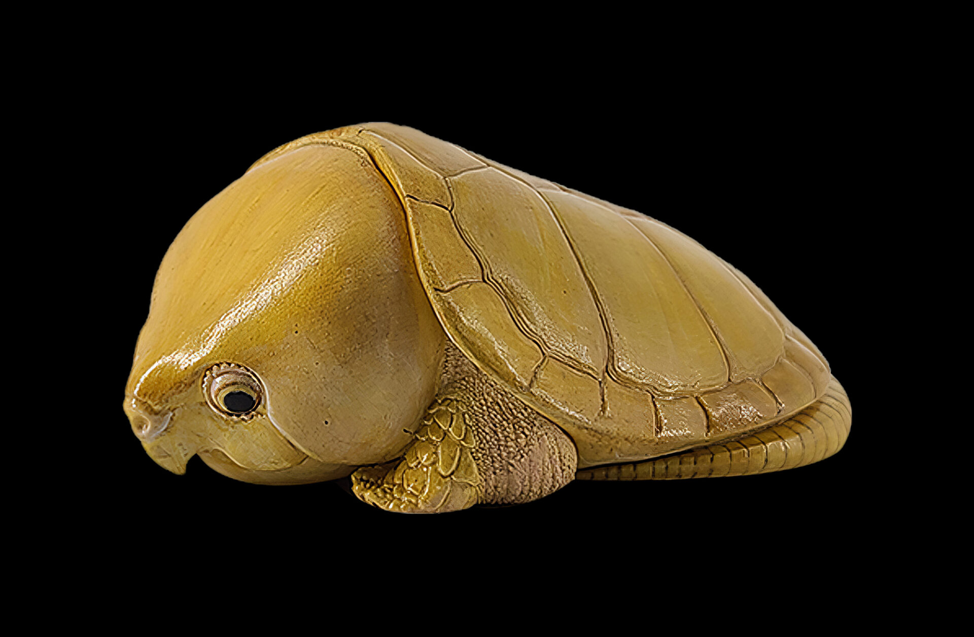 Big-headed Turtle (Yellow)