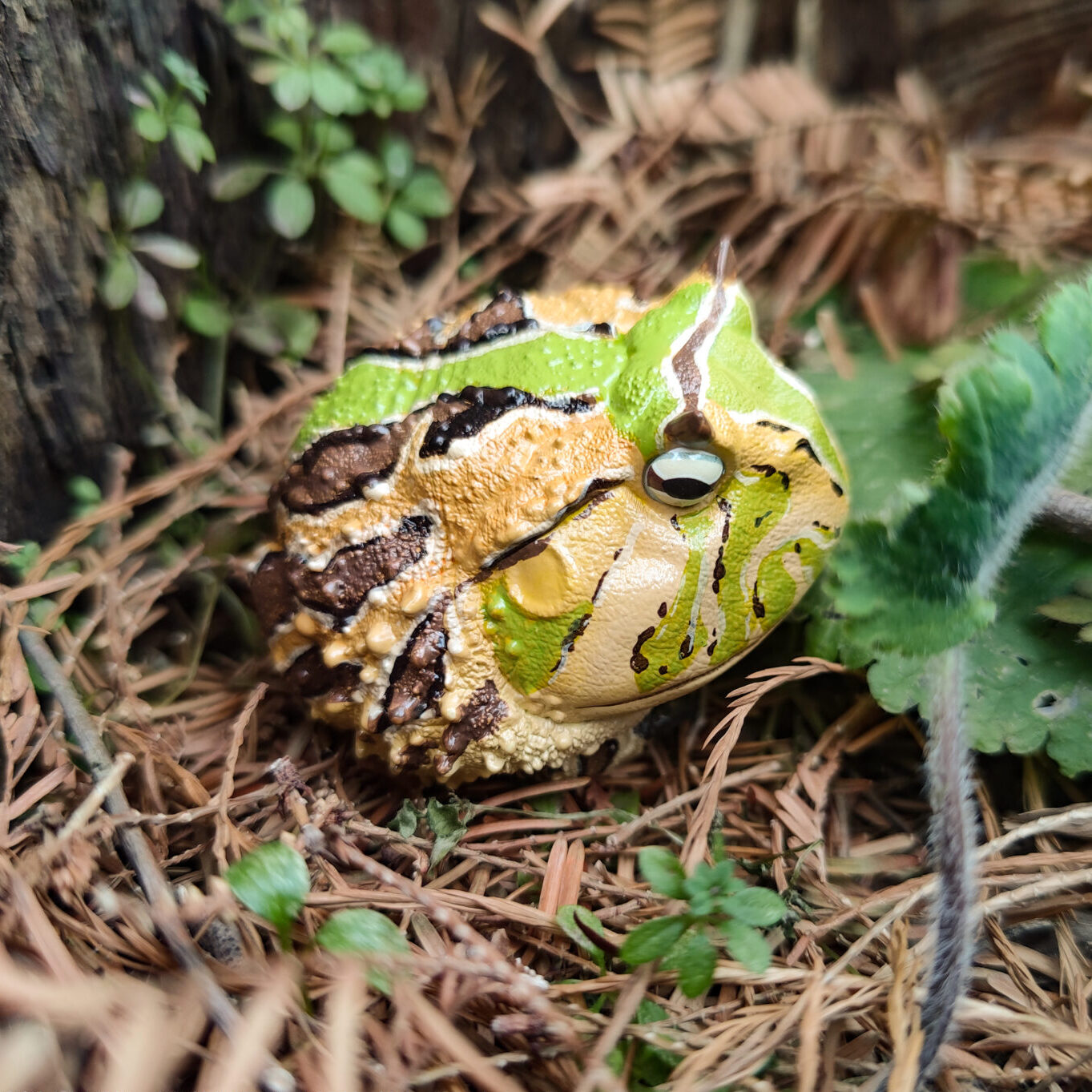 AHB Series 13 - Amazon Horned Frog (Tricolor) – Ceratophrys cornuta | Frog