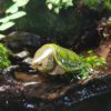 1 AHB Series 3 - Big-headed Turtle (Green) – Platysternon megacephalum | Turtle