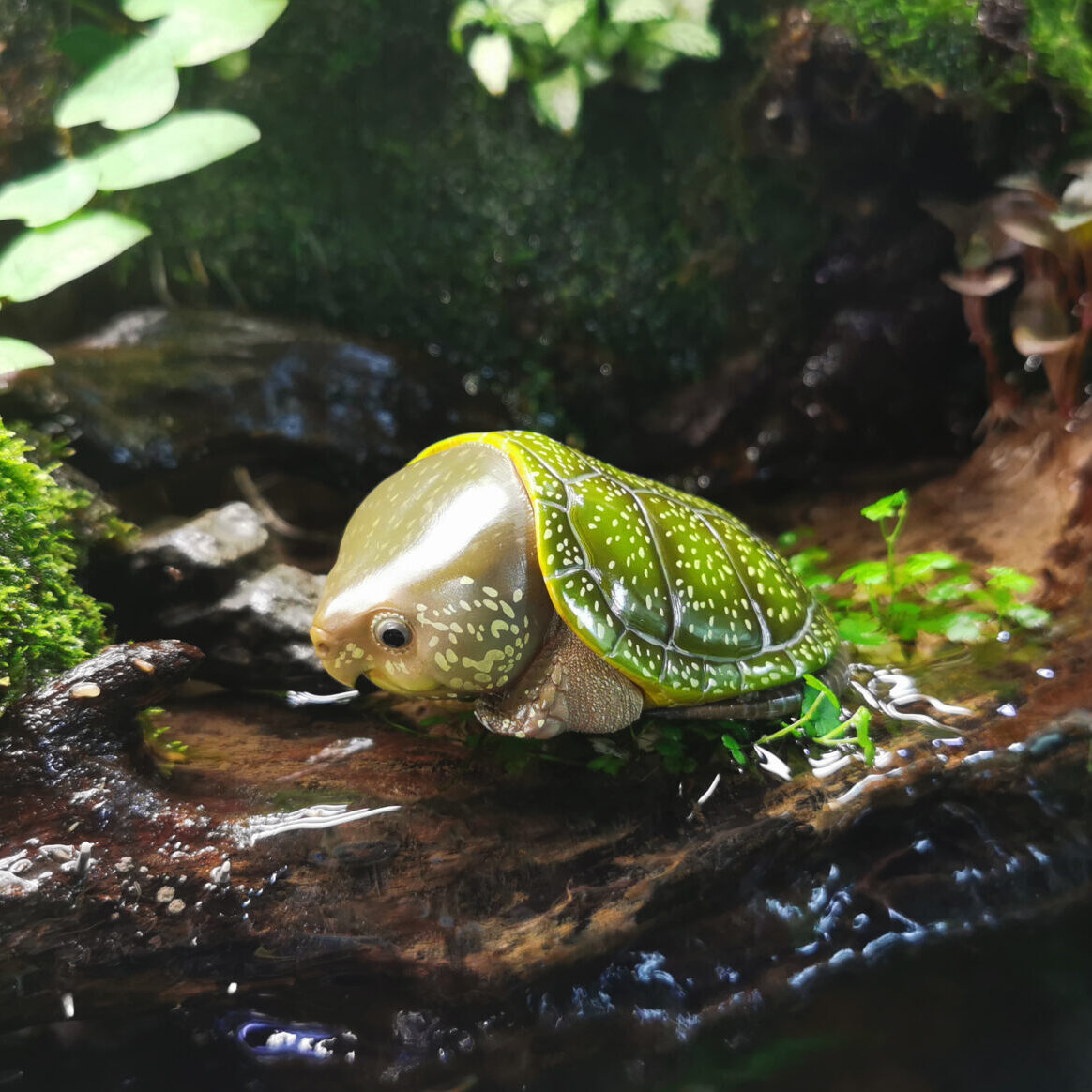 AHB Series 3 - Big-headed Turtle (Green) – Platysternon megacephalum | Turtle