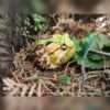 AHB Series 13 - Amazon Horned Frog (Tricolor) – Ceratophrys cornuta | Frog
