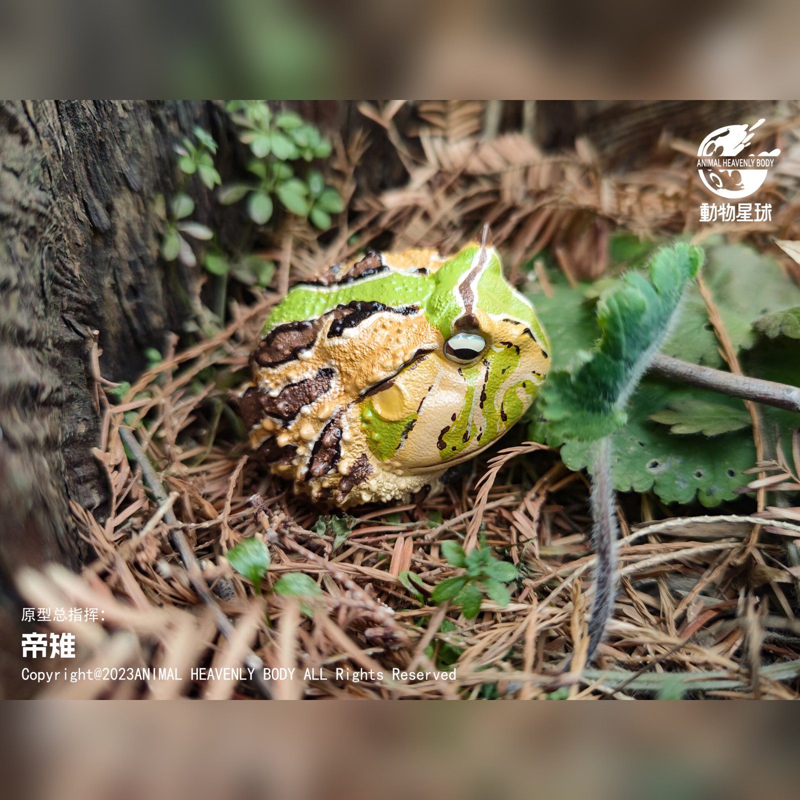AHB Series 13 - Amazon Horned Frog (Tricolor) – Ceratophrys cornuta | Frog