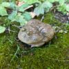 10 AHB Series 13 - Budgett’s Frog – Lepidobatrachus laevis | Frog