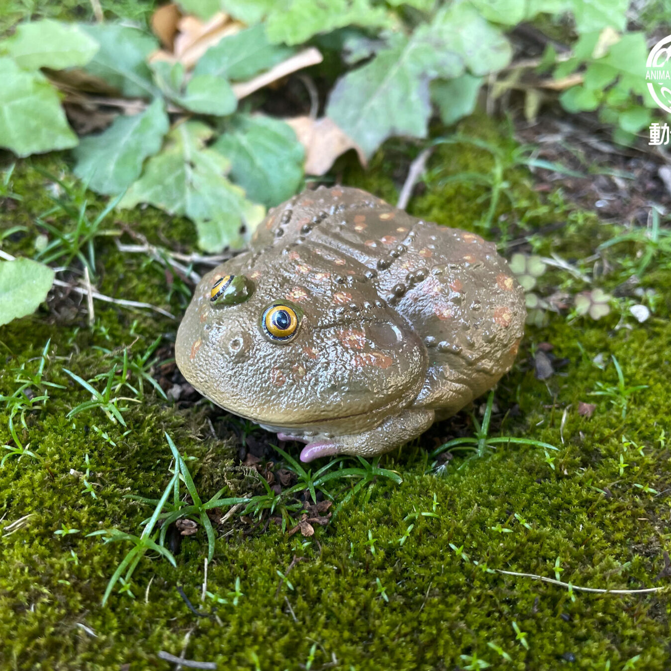 AHB Series 13 - Budgett&rsquo;s Frog – Lepidobatrachus laevis | Frog