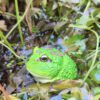 AHB Series 13 - Cranwell&rsquo;s Horned Frog (Green Pacman) – Ceratophrys cranwelli | Frog