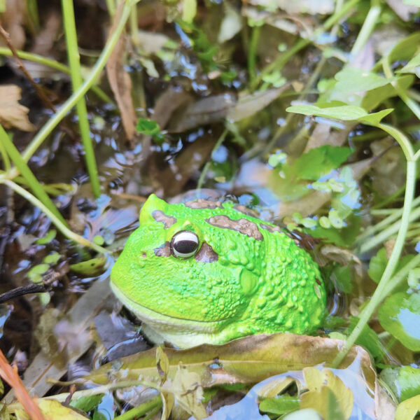 AHB Series 13 - Cranwell&rsquo;s Horned Frog (Green Pacman) – Ceratophrys cranwelli | Frog
