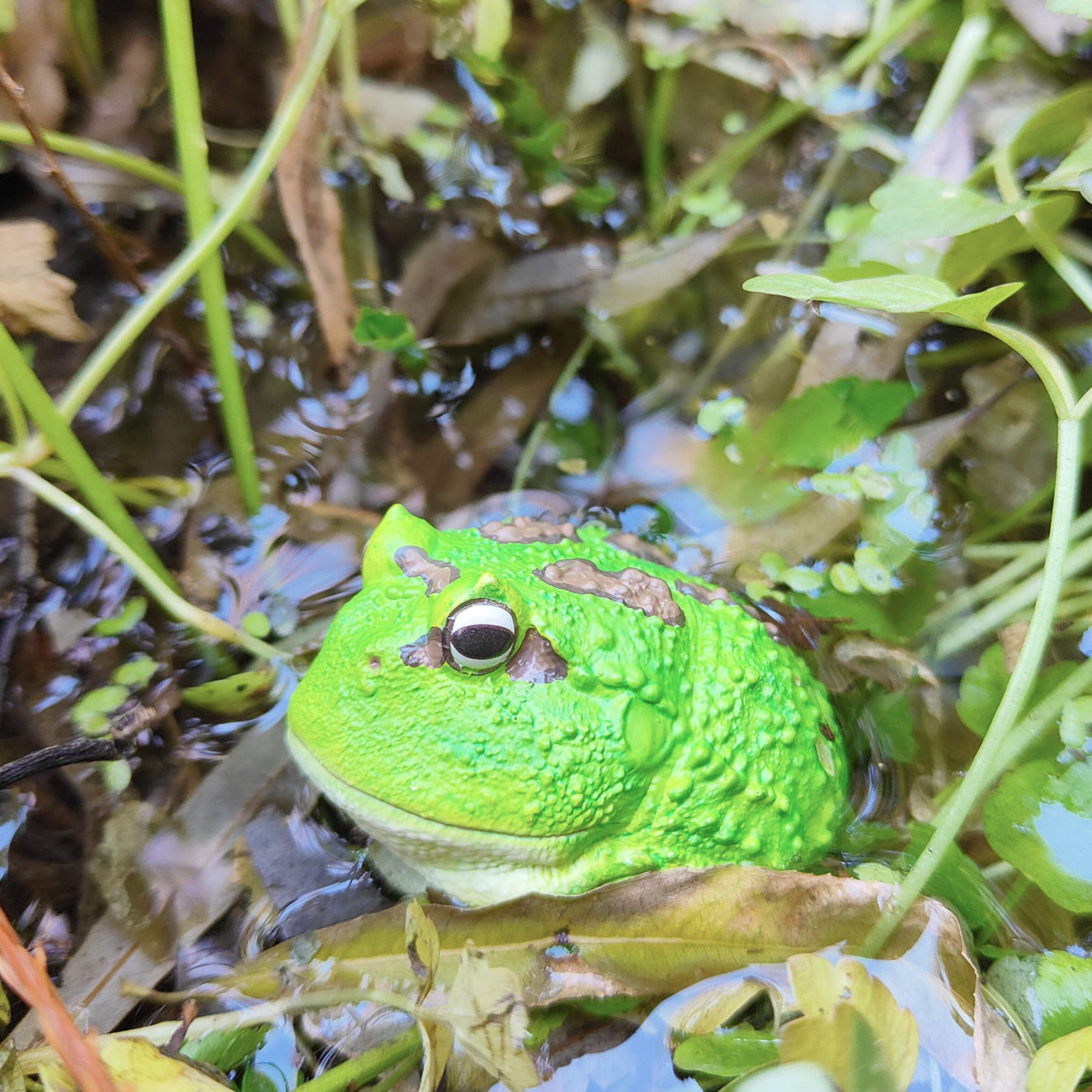 AHB Series 13 - Cranwell&rsquo;s Horned Frog (Green Pacman) – Ceratophrys cranwelli | Frog
