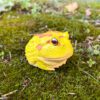 AHB Series 13 - Albino Horned Frog (Yellow) – Ceratophrys cranwelli | Frog
