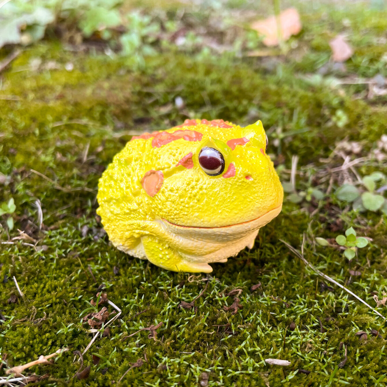 AHB Series 13 - Albino Horned Frog (Yellow) – Ceratophrys cranwelli | Frog
