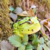 AHB Series 13 - Amazon Horned Frog (Green) – Ceratophrys cornuta | Frog