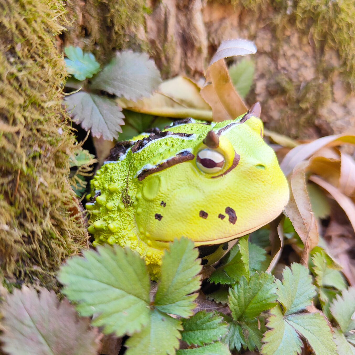 AHB Series 13 - Amazon Horned Frog (Green) – Ceratophrys cornuta | Frog