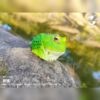 AHB Series 13 - Cranwell&rsquo;s Horned Frog (Green Pacman) – Ceratophrys cranwelli | Frog