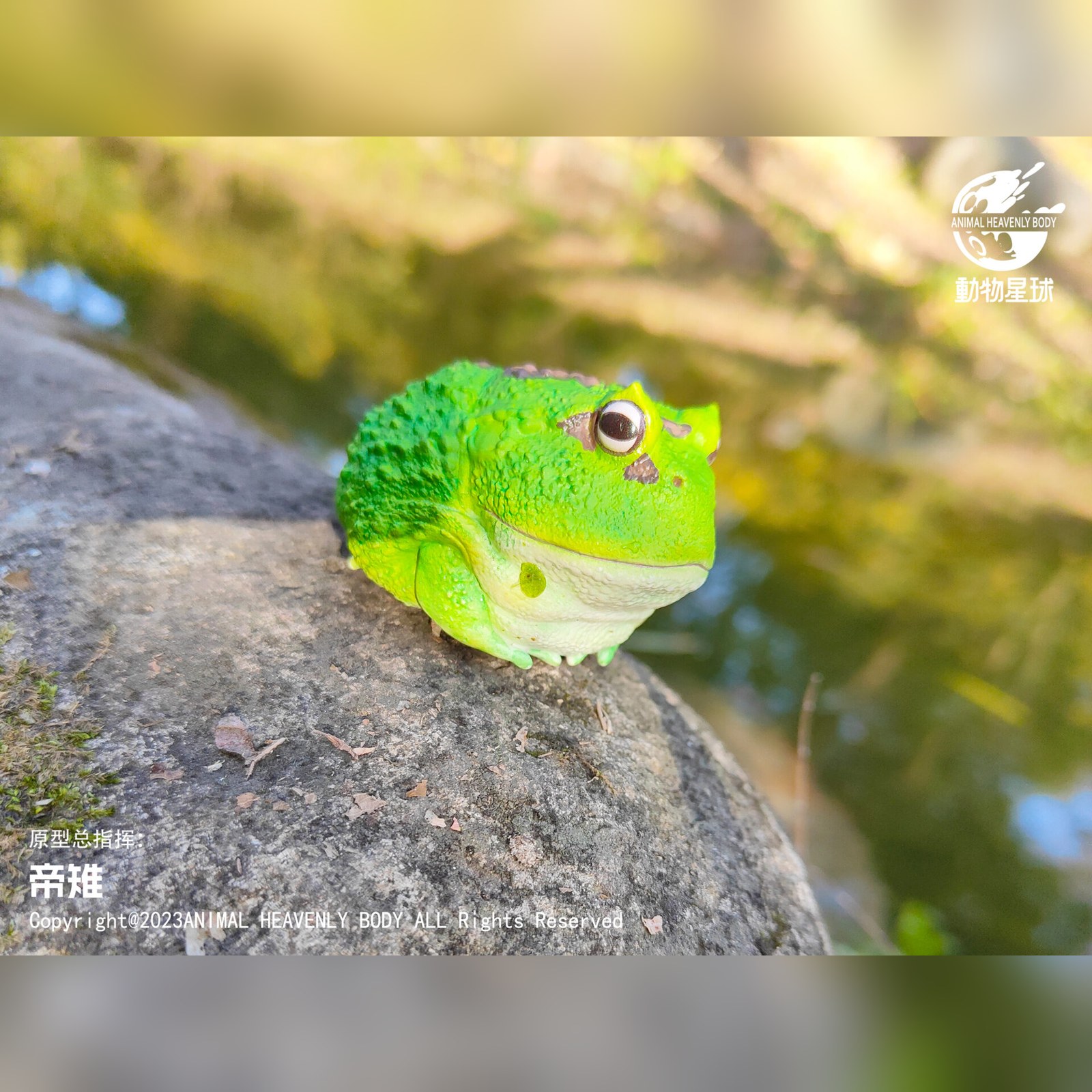 AHB Series 13 - Cranwell&rsquo;s Horned Frog (Green Pacman) – Ceratophrys cranwelli | Frog