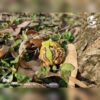 AHB Series 13 - Amazon Horned Frog (Tricolor) – Ceratophrys cornuta | Frog