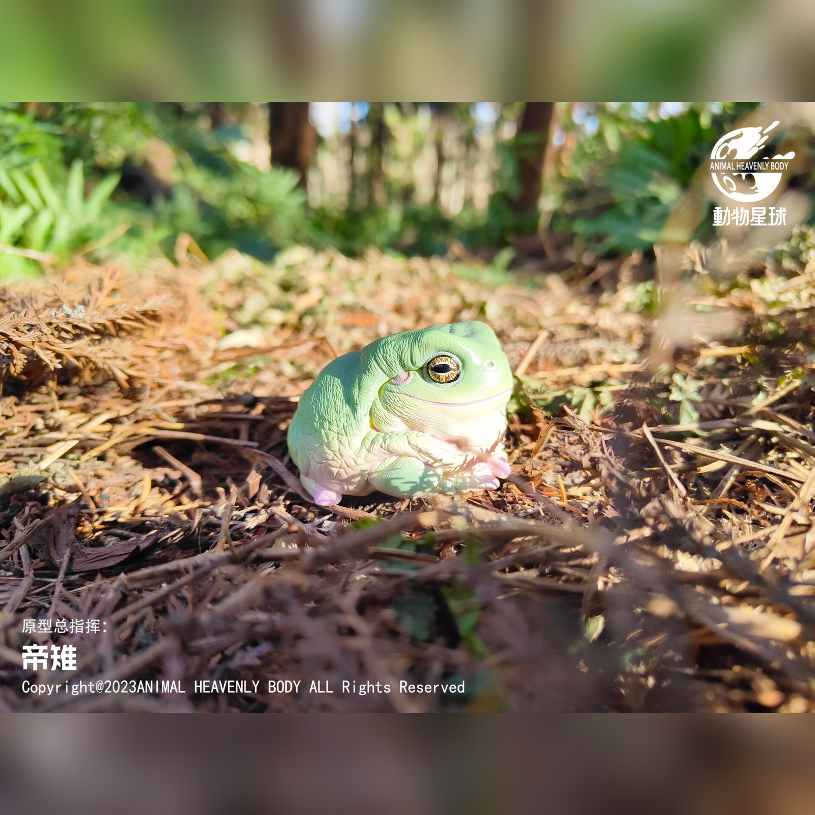 AHB Series 13 - White&rsquo;s Tree Frog – Litoria caerulea | Frog