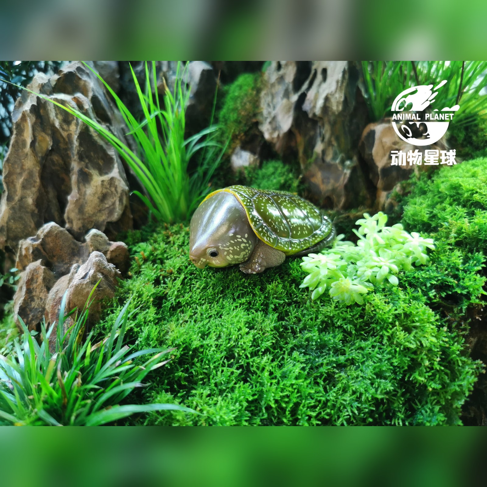 2-2-e5632cdd AHB Series 3 - Big-headed Turtle (Green) – Platysternon megacephalum | Turtle