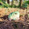 AHB Series 13 - White&rsquo;s Tree Frog – Litoria caerulea | Frog