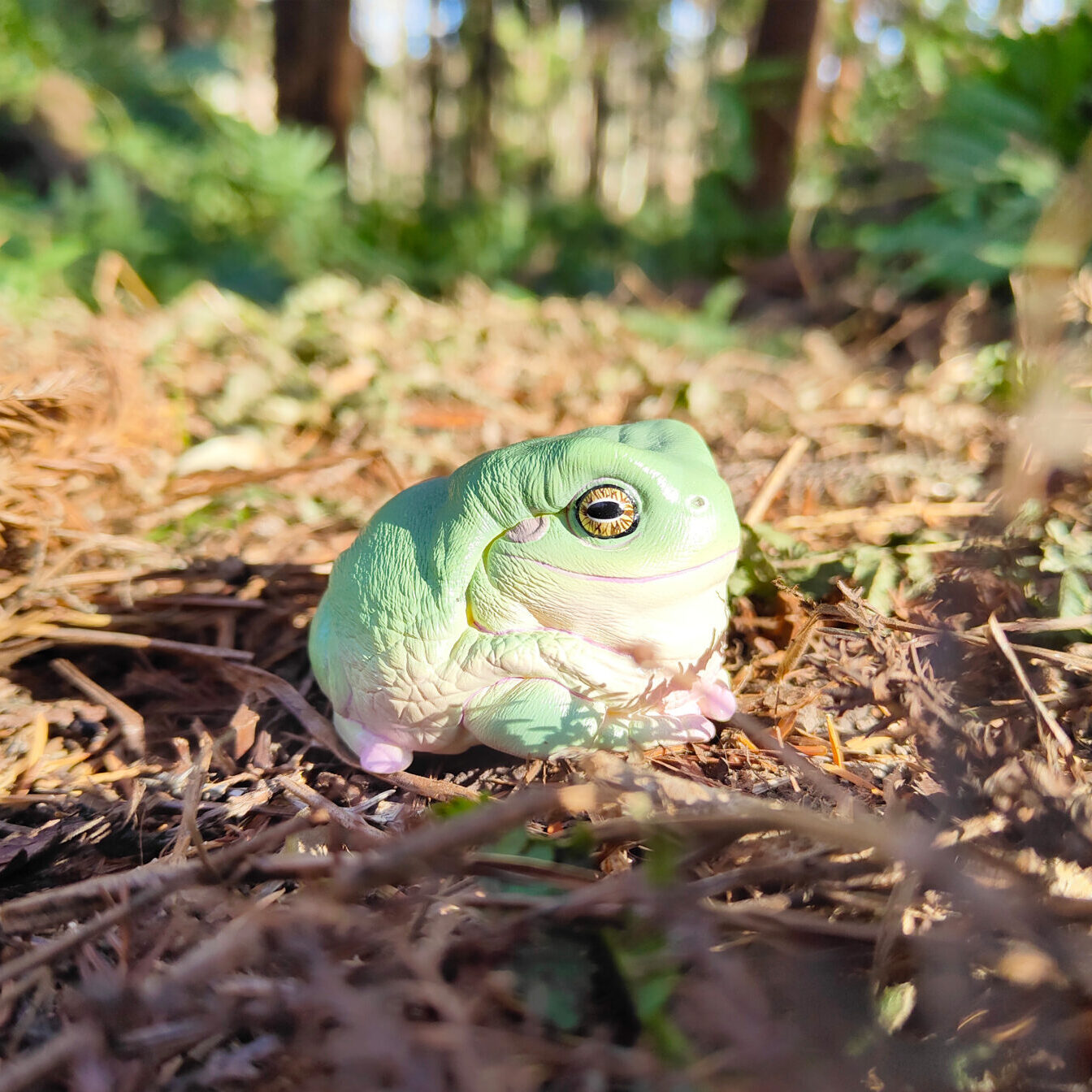 AHB Series 13 - White&rsquo;s Tree Frog – Litoria caerulea | Frog