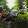 AHB Series 3 - Pig-Nosed Turtle – Carettochelys insculpta | Turtle