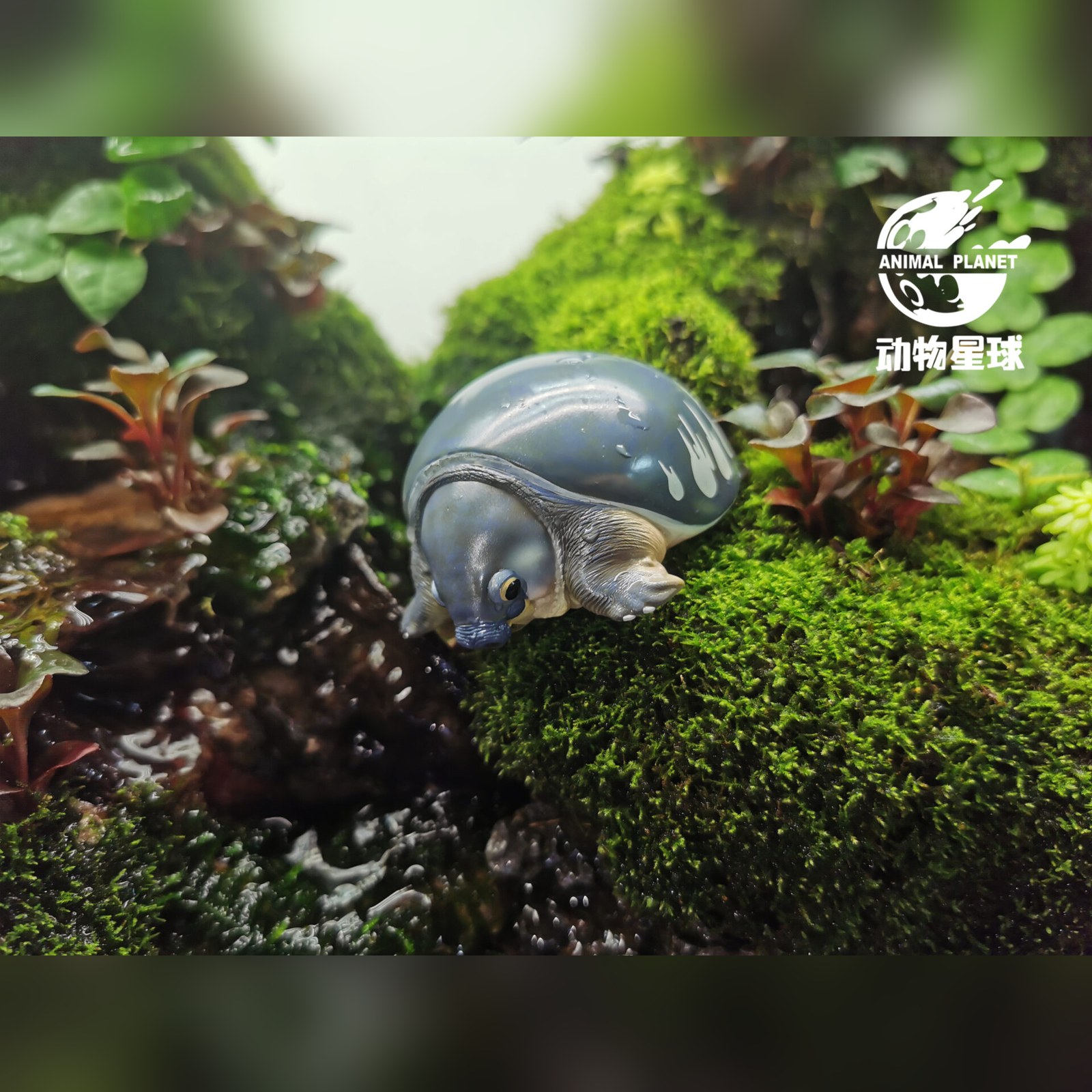 AHB Series 3 - Pig-Nosed Turtle – Carettochelys insculpta | Turtle