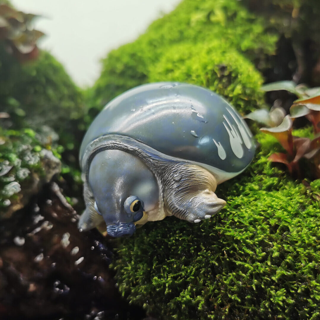 AHB Series 3 - Pig-Nosed Turtle – Carettochelys insculpta | Turtle