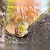AHB Series 13 - Amazon Horned Frog (Tricolor) – Ceratophrys cornuta | Frog