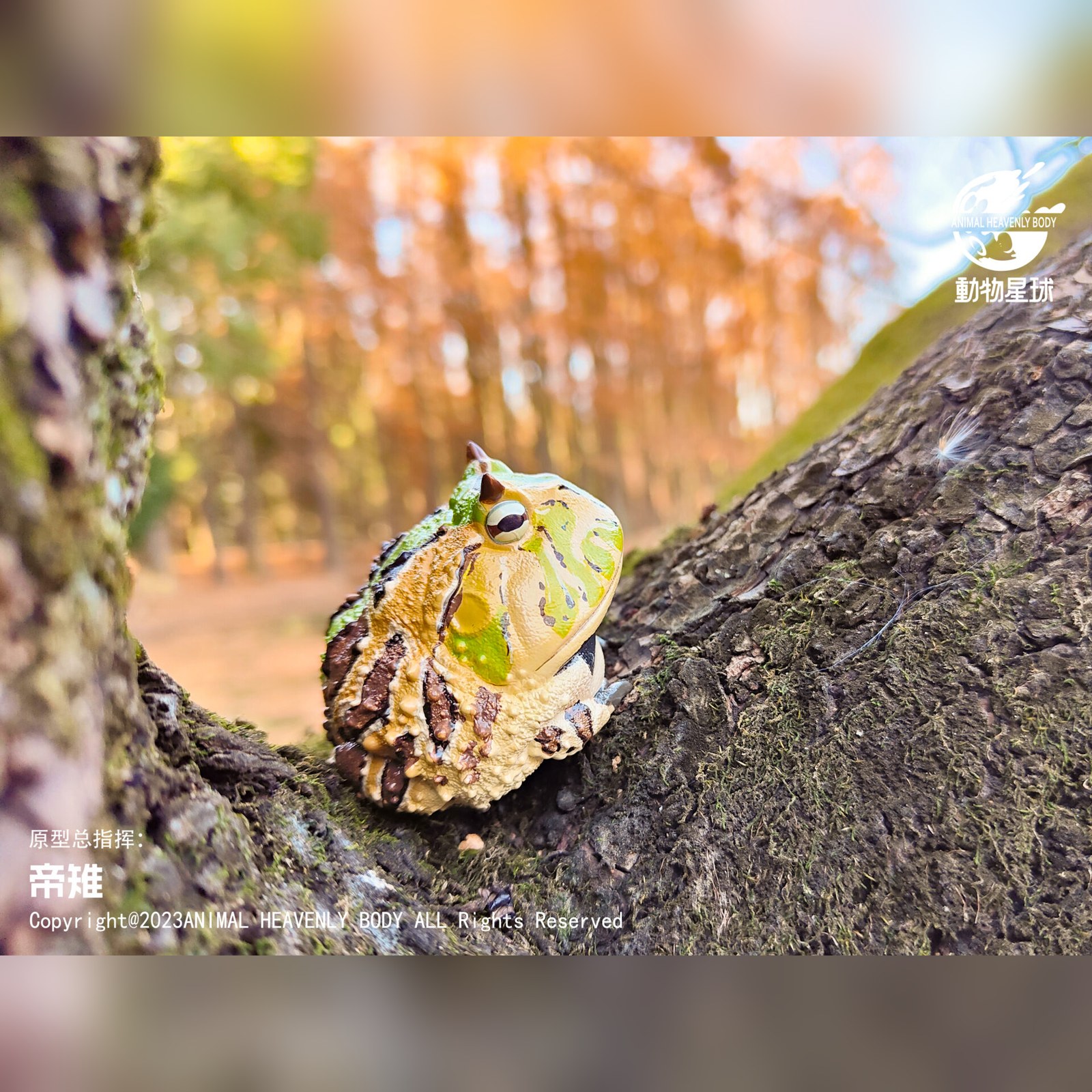 AHB Series 13 - Amazon Horned Frog (Tricolor) – Ceratophrys cornuta | Frog