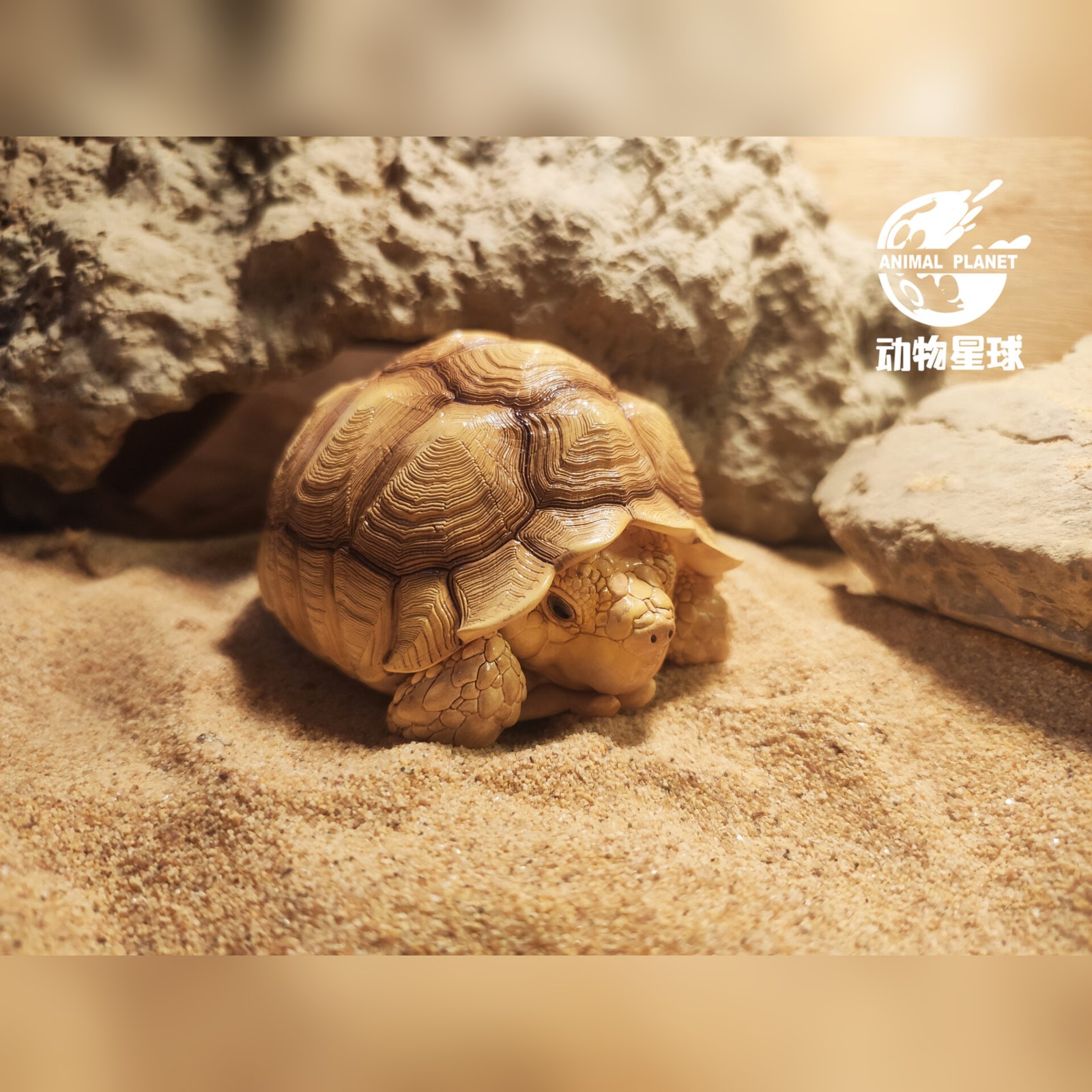 AHB Series 3 - African Spurred Tortoise (Male) – Centrochelys sulcata | Turtle