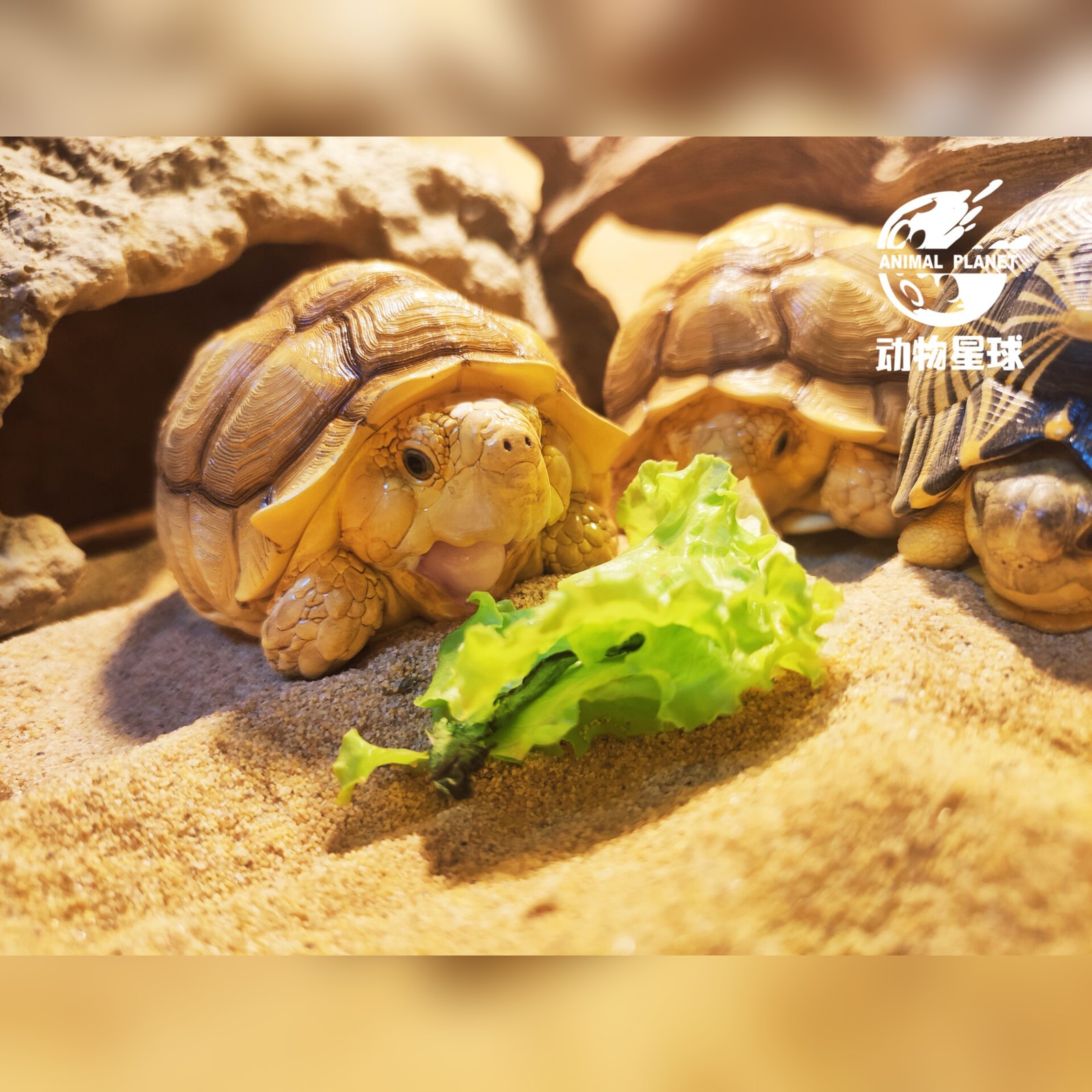 AHB Series 3 - African Spurred Tortoise (Female) – Centrochelys sulcata | Turtle