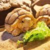 AHB Series 3 - African Spurred Tortoise (Female) – Centrochelys sulcata | Turtle