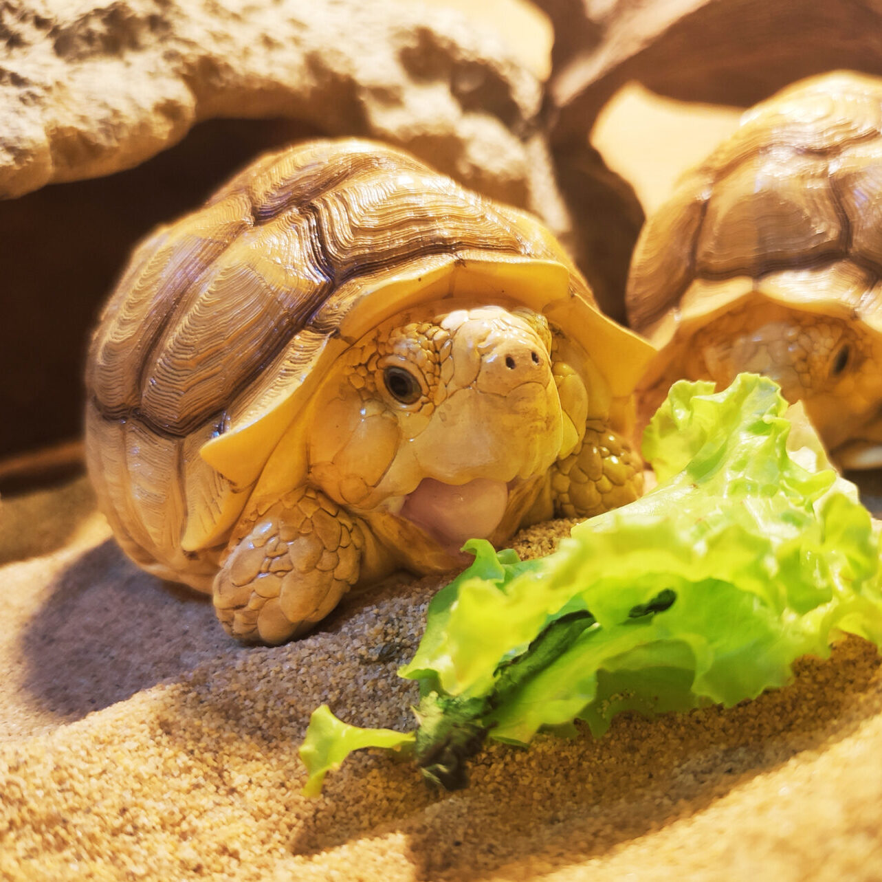 AHB Series 3 - African Spurred Tortoise (Female) – Centrochelys sulcata | Turtle