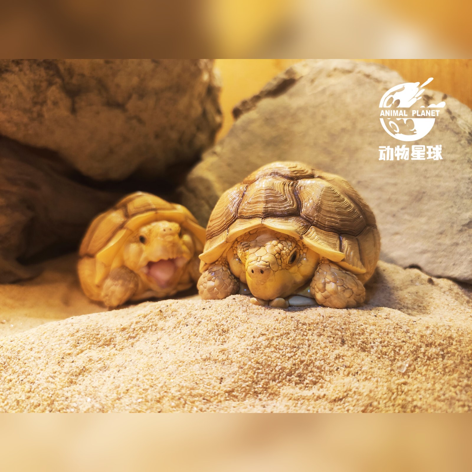 AHB Series 3 - African Spurred Tortoise (Male) – Centrochelys sulcata | Turtle