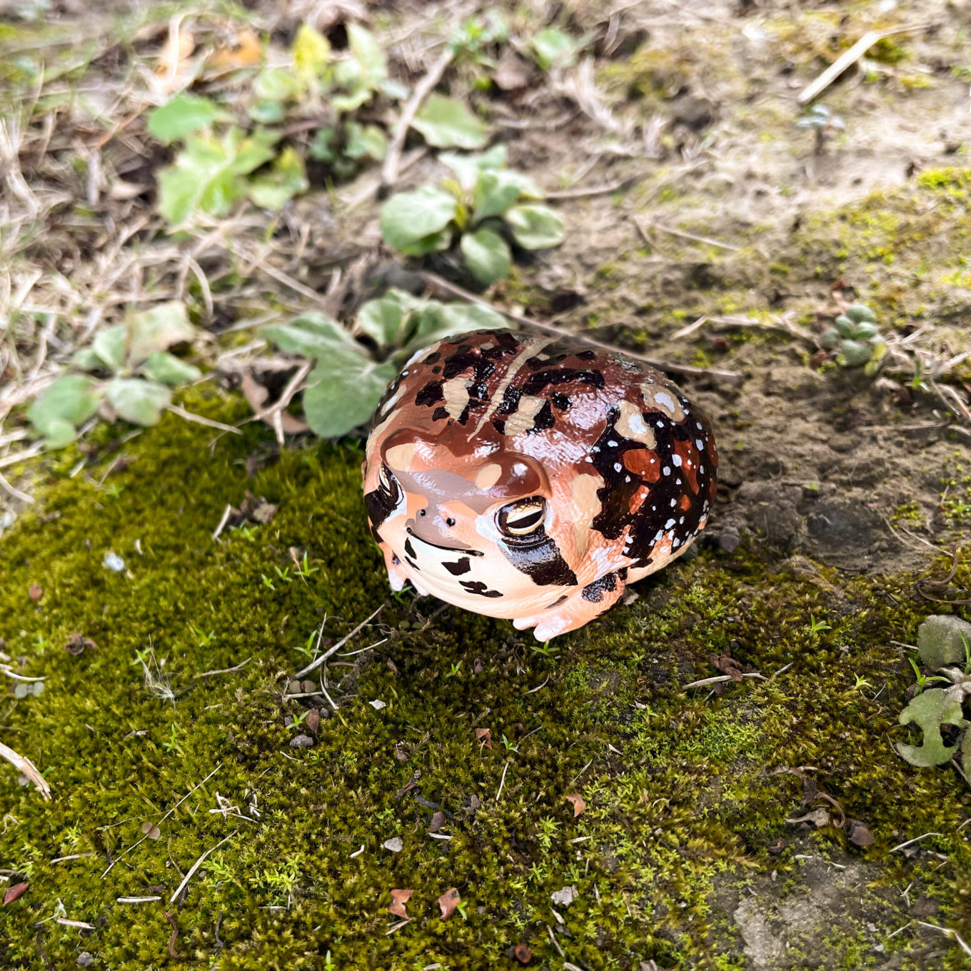 AHB Series 13 - Common Rain Frog – Breviceps adspersus | Frog