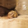 AHB Series 3 - African Spurred Tortoise (Male) – Centrochelys sulcata | Turtle