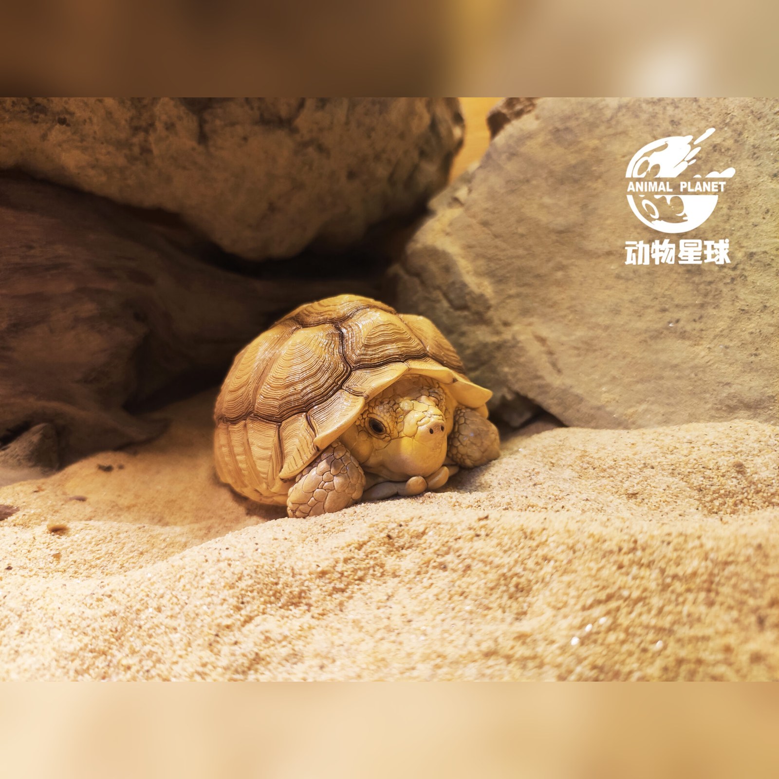 AHB Series 3 - African Spurred Tortoise (Male) – Centrochelys sulcata | Turtle