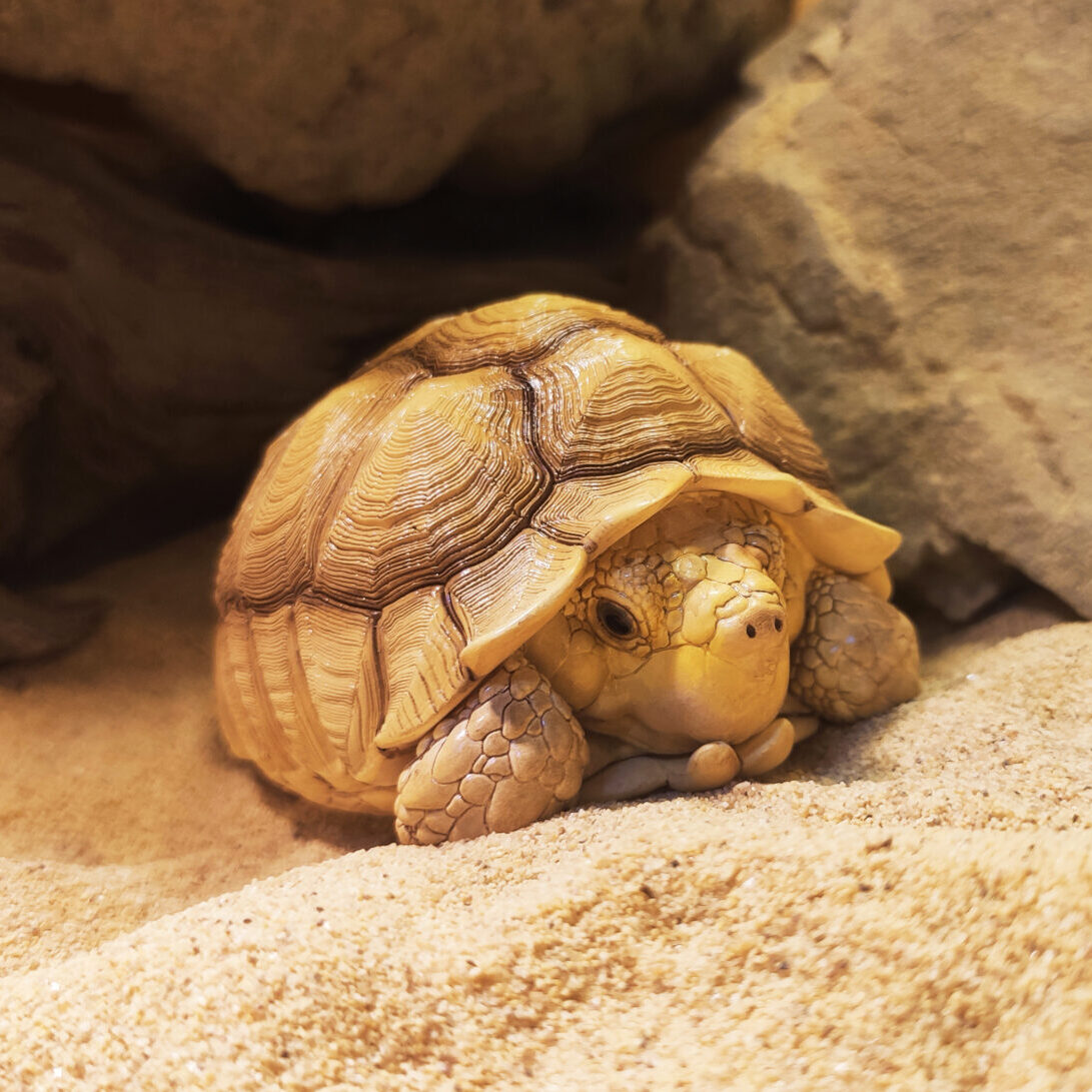 AHB Series 3 - African Spurred Tortoise (Male) – Centrochelys sulcata | Turtle