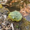 8 AHB Series 13 - African Bullfrog – Pyxicephalus adspersus | Frog