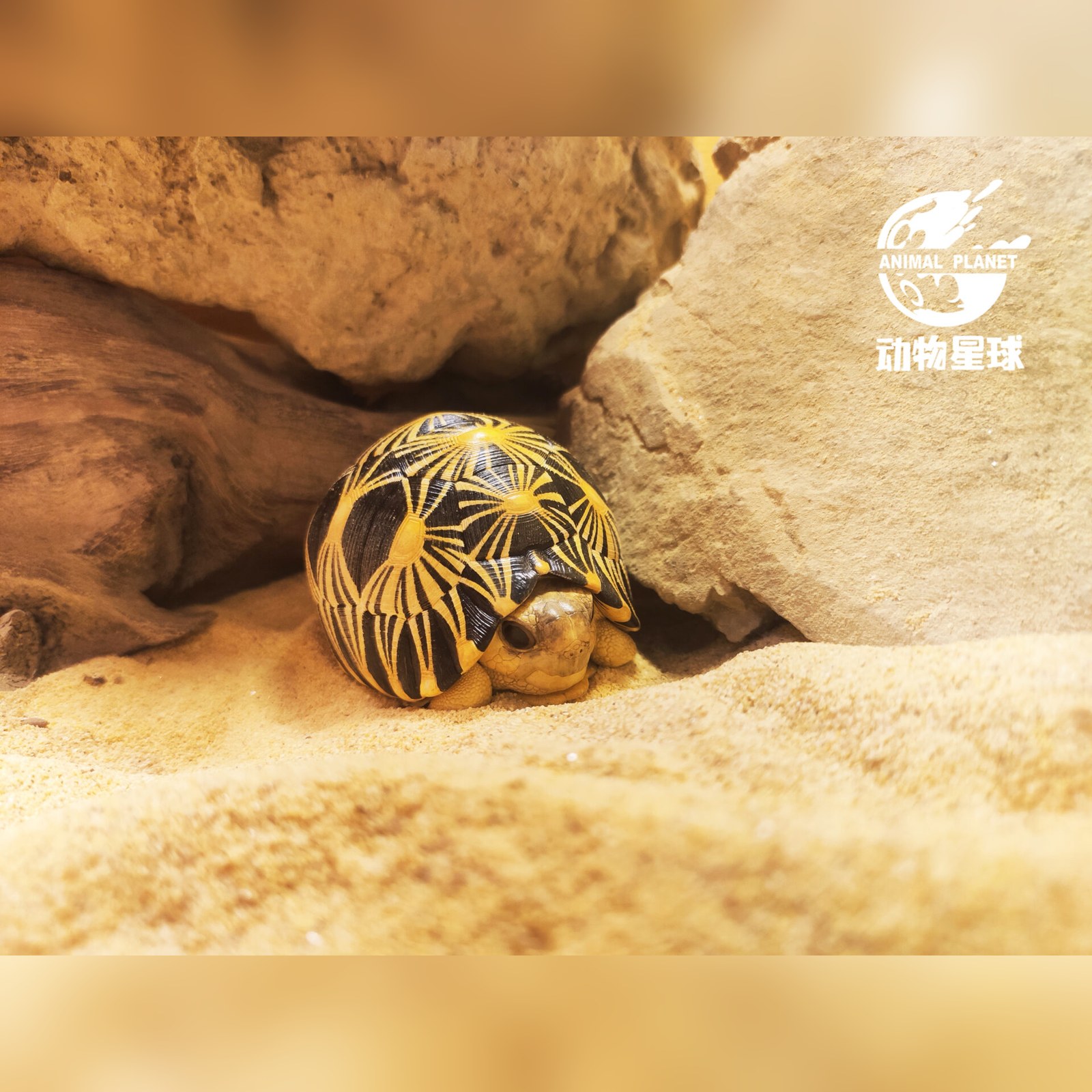 AHB Series 3 - Radiated Tortoise – Astrochelys radiata | Turtle