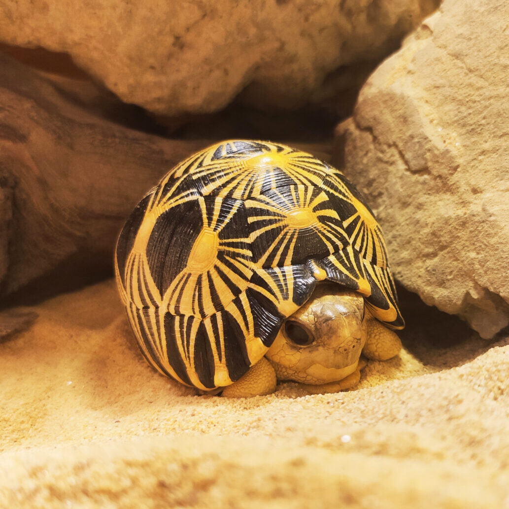 AHB Series 3 - Radiated Tortoise – Astrochelys radiata | Turtle