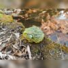 8-3753d20b AHB Series 13 - African Bullfrog – Pyxicephalus adspersus | Frog