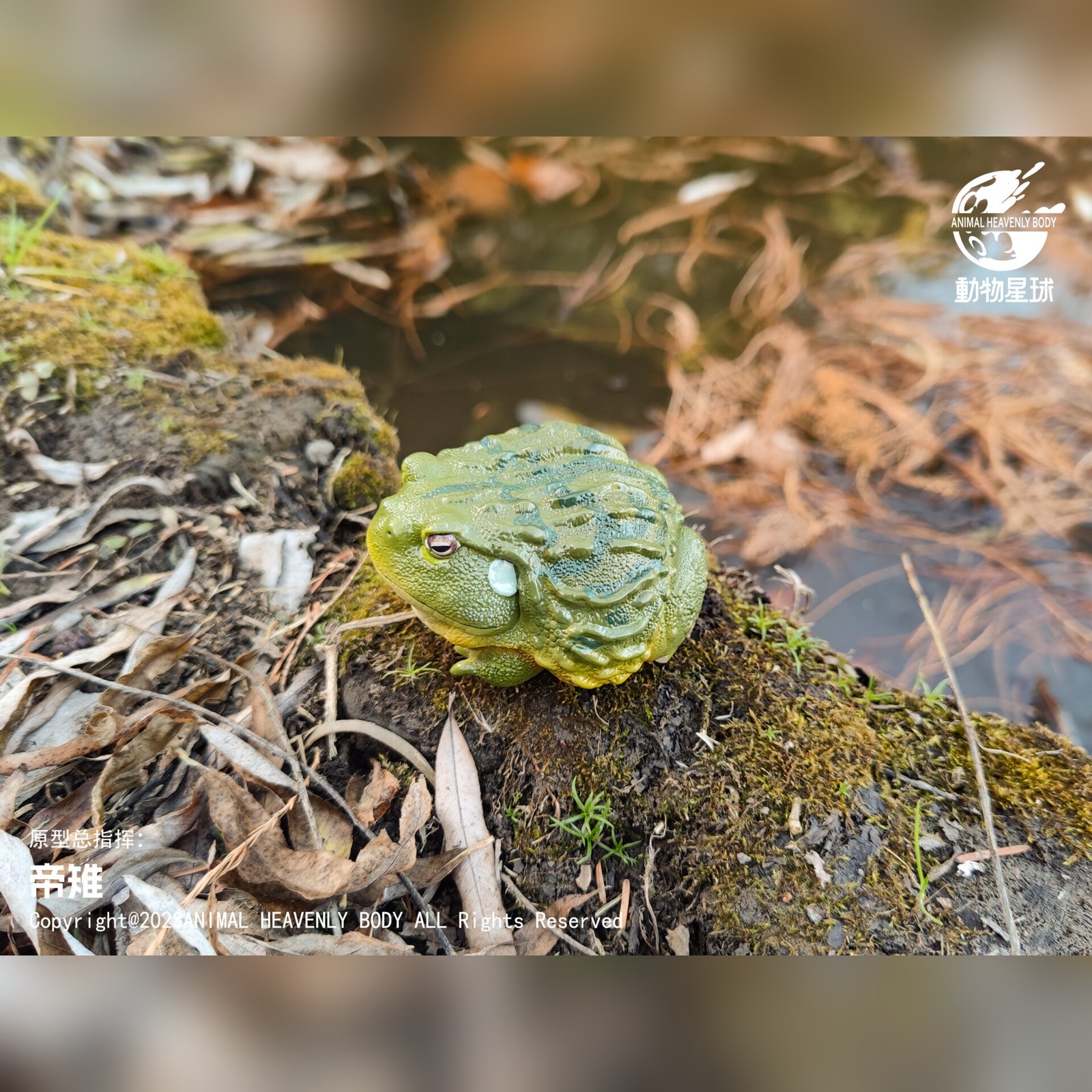 8-3753d20b AHB Series 13 - African Bullfrog – Pyxicephalus adspersus | Frog