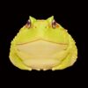 AHB Series 13 - Albino Horned Frog (Yellow) – Ceratophrys cranwelli | Frog