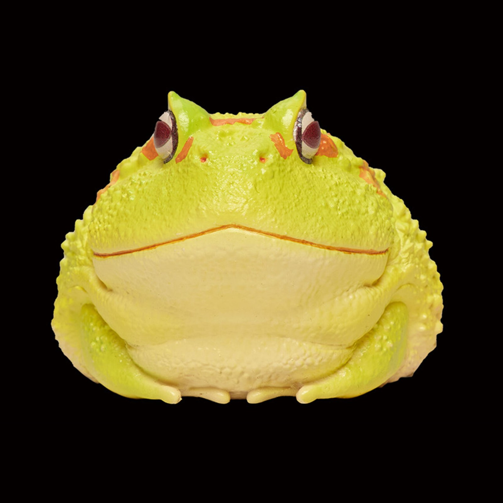 AHB Series 13 - Albino Horned Frog (Yellow) – Ceratophrys cranwelli | Frog