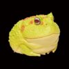 AHB Series 13 - Albino Horned Frog (Yellow) – Ceratophrys cranwelli | Frog