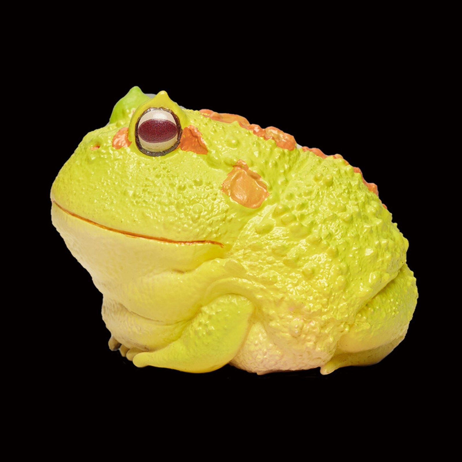 AHB Series 13 - Albino Horned Frog (Yellow) – Ceratophrys cranwelli | Frog