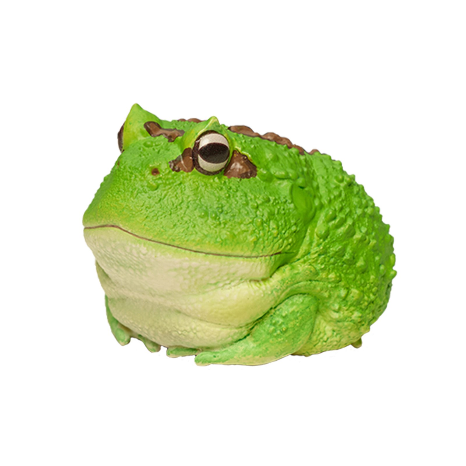AHB Series 13 - Cranwell&rsquo;s Horned Frog (Green Pacman) – Ceratophrys cranwelli | Frog