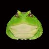AHB Series 13 - Cranwell&rsquo;s Horned Frog (Green Pacman) – Ceratophrys cranwelli | Frog