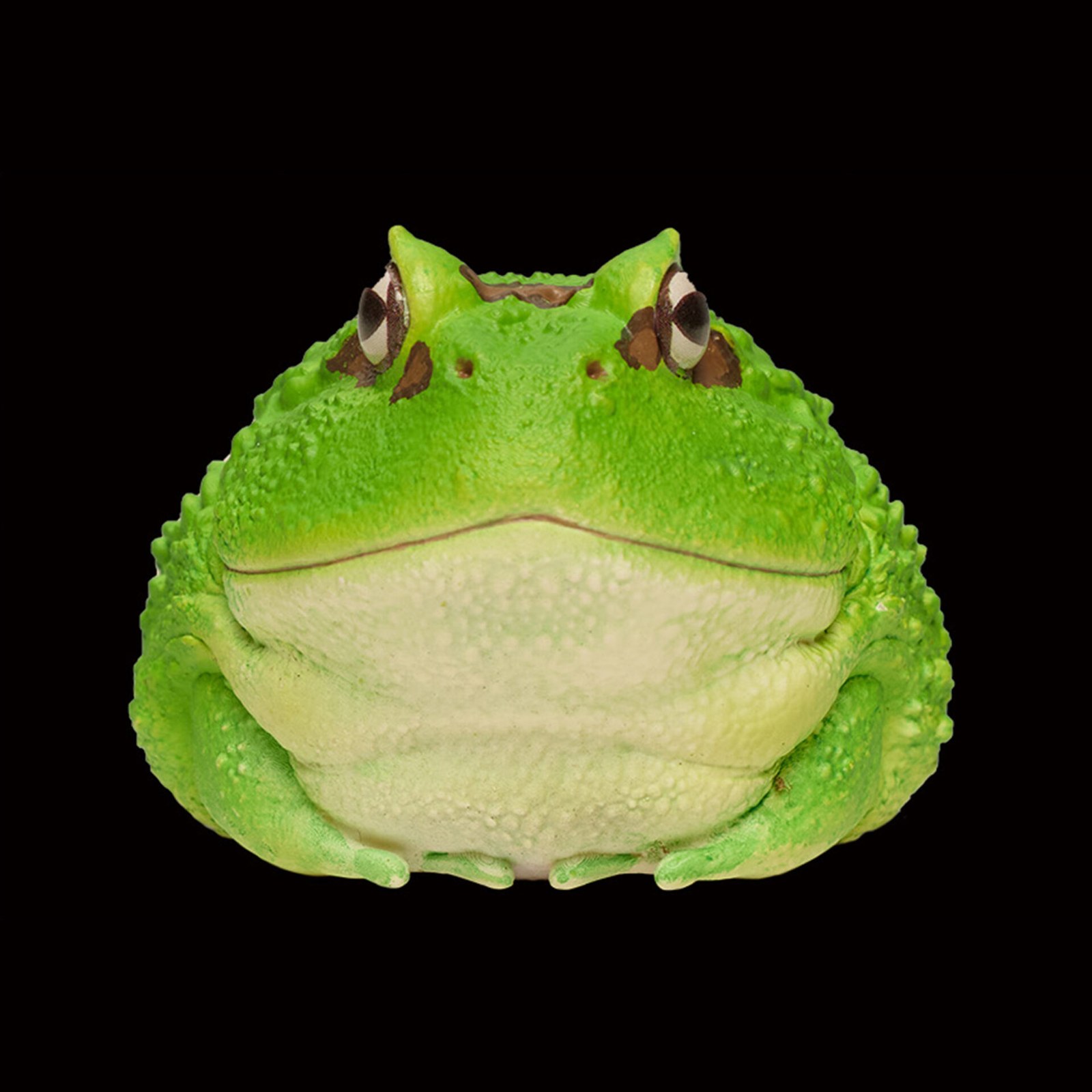 AHB Series 13 - Cranwell&rsquo;s Horned Frog (Green Pacman) – Ceratophrys cranwelli | Frog