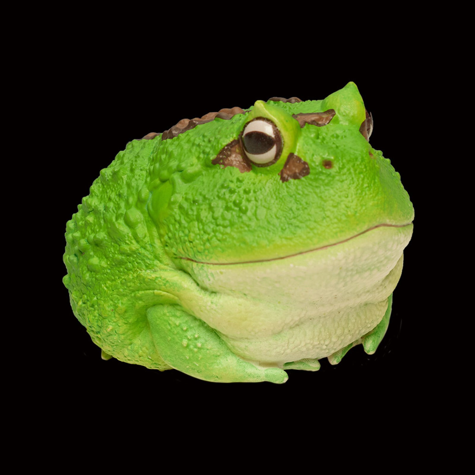 AHB Series 13 - Cranwell&rsquo;s Horned Frog (Green Pacman) – Ceratophrys cranwelli | Frog